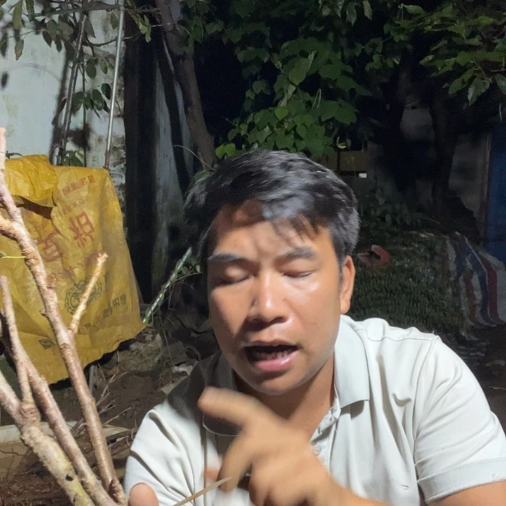 当前无花栽培后可以开花91