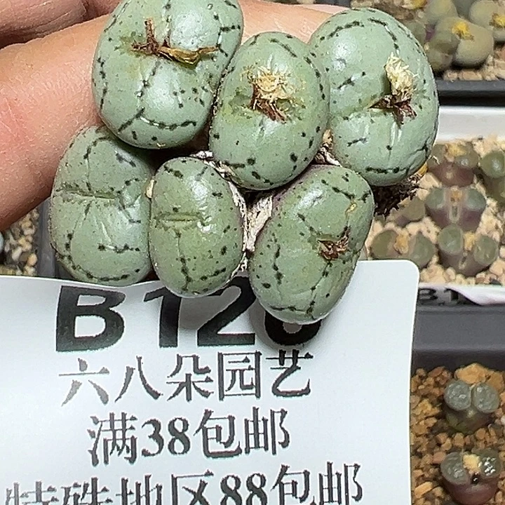 126号安贞下播福利多肉植物