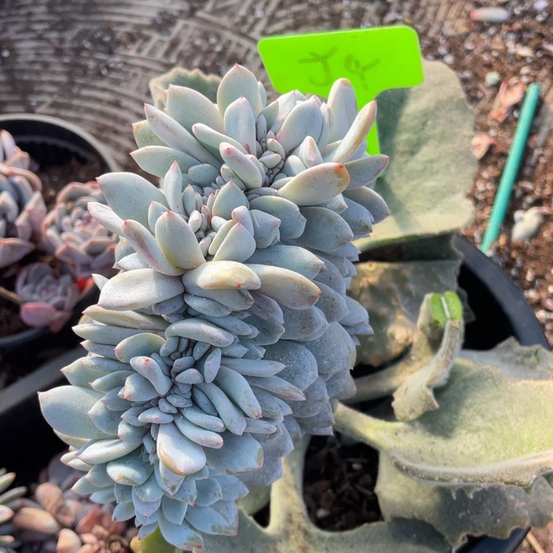 半***毒糖心雪天使54号连根发货