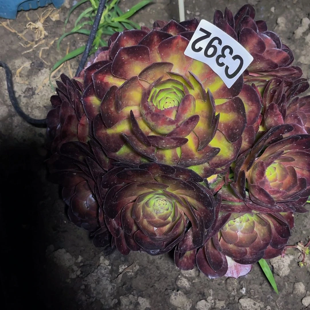 抹茶法师26/—18包邮