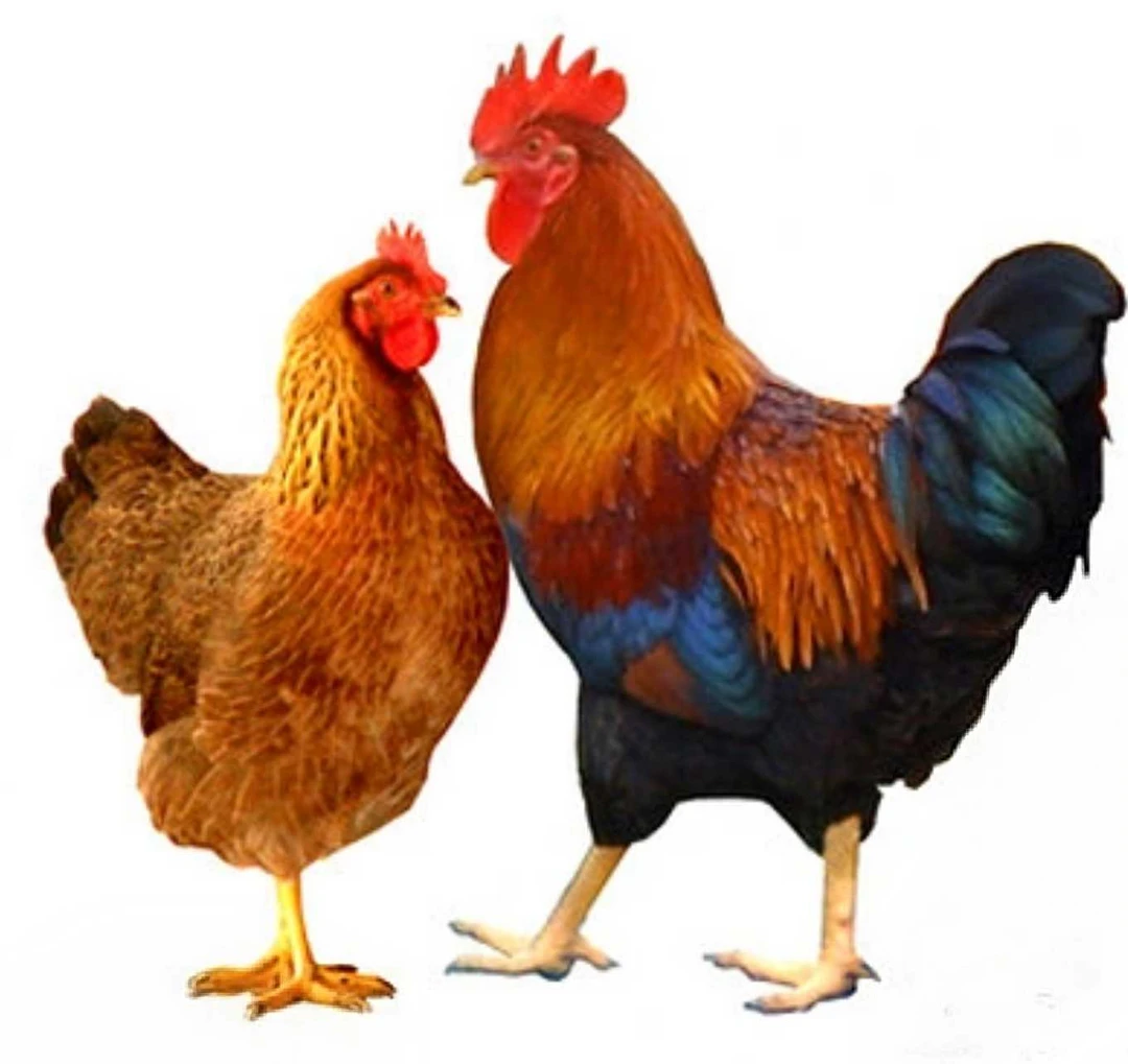 清远鸡整鸡生鲜肉质鲜美到手12只