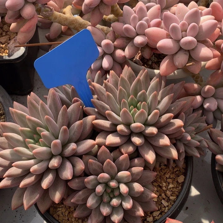 多日子合集72727373772