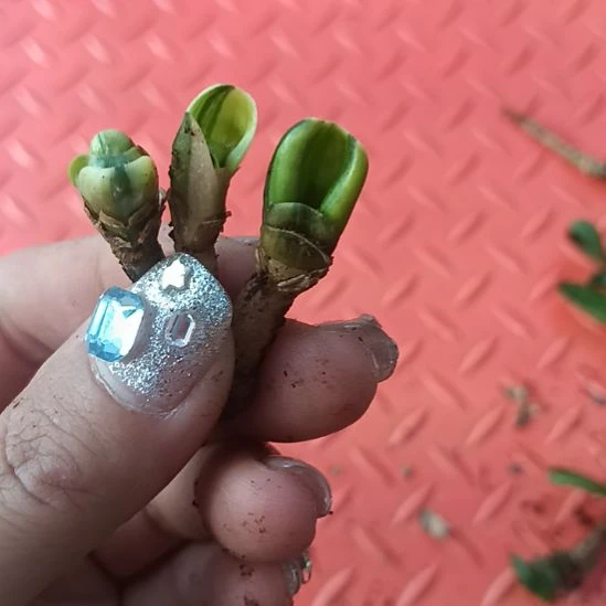 神****昕特色花卉君子兰小苗君