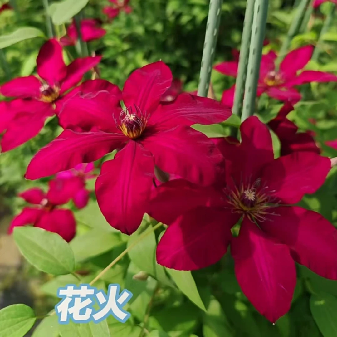 【花火】铁线莲大花重瓣爬藤带花苗攀援庭院花卉盆栽地栽观花植物