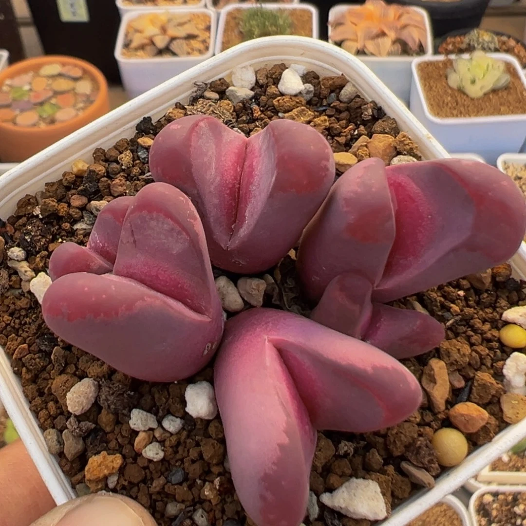 91多肉植物百科植物