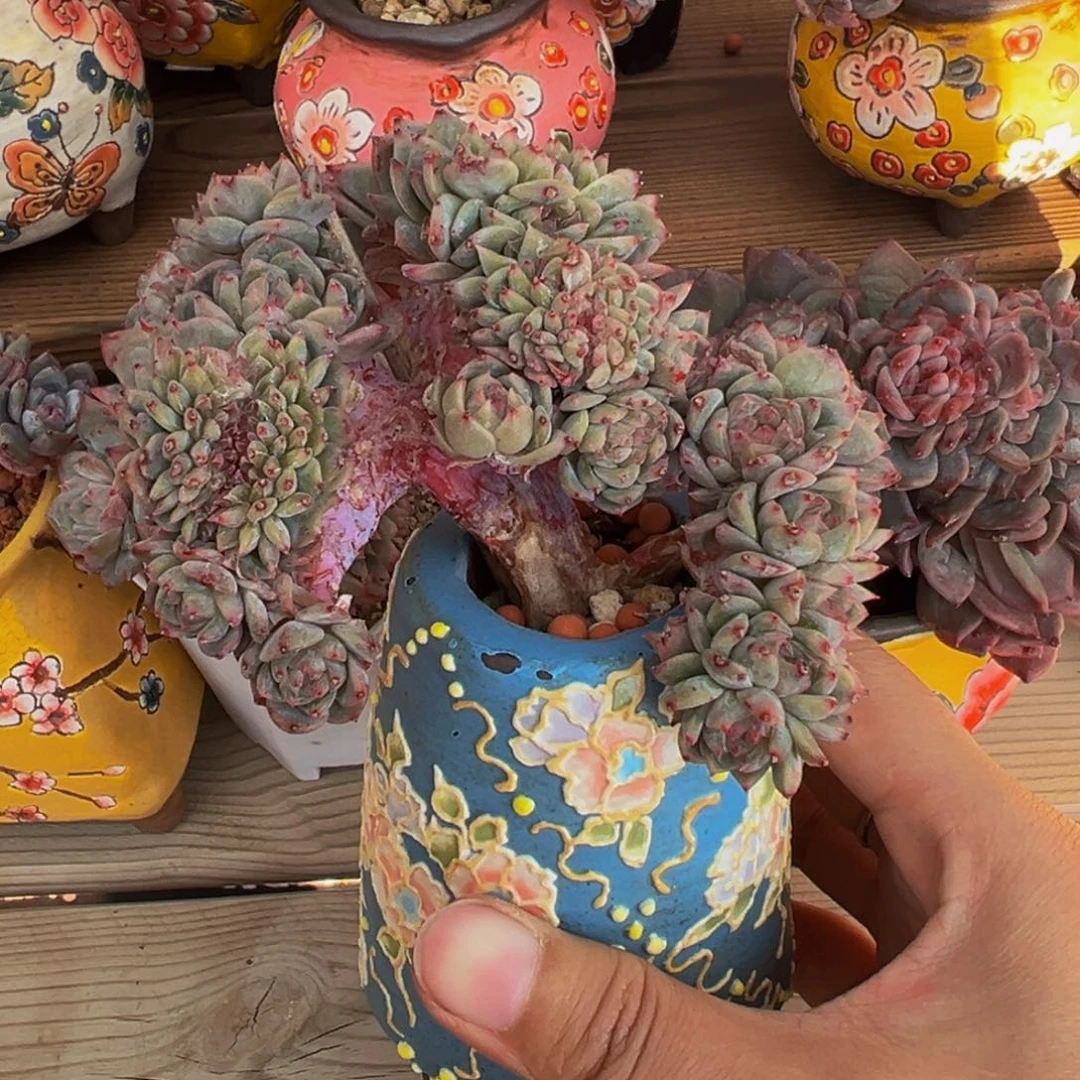 水蜜桃冰魄缀20朵朵缀