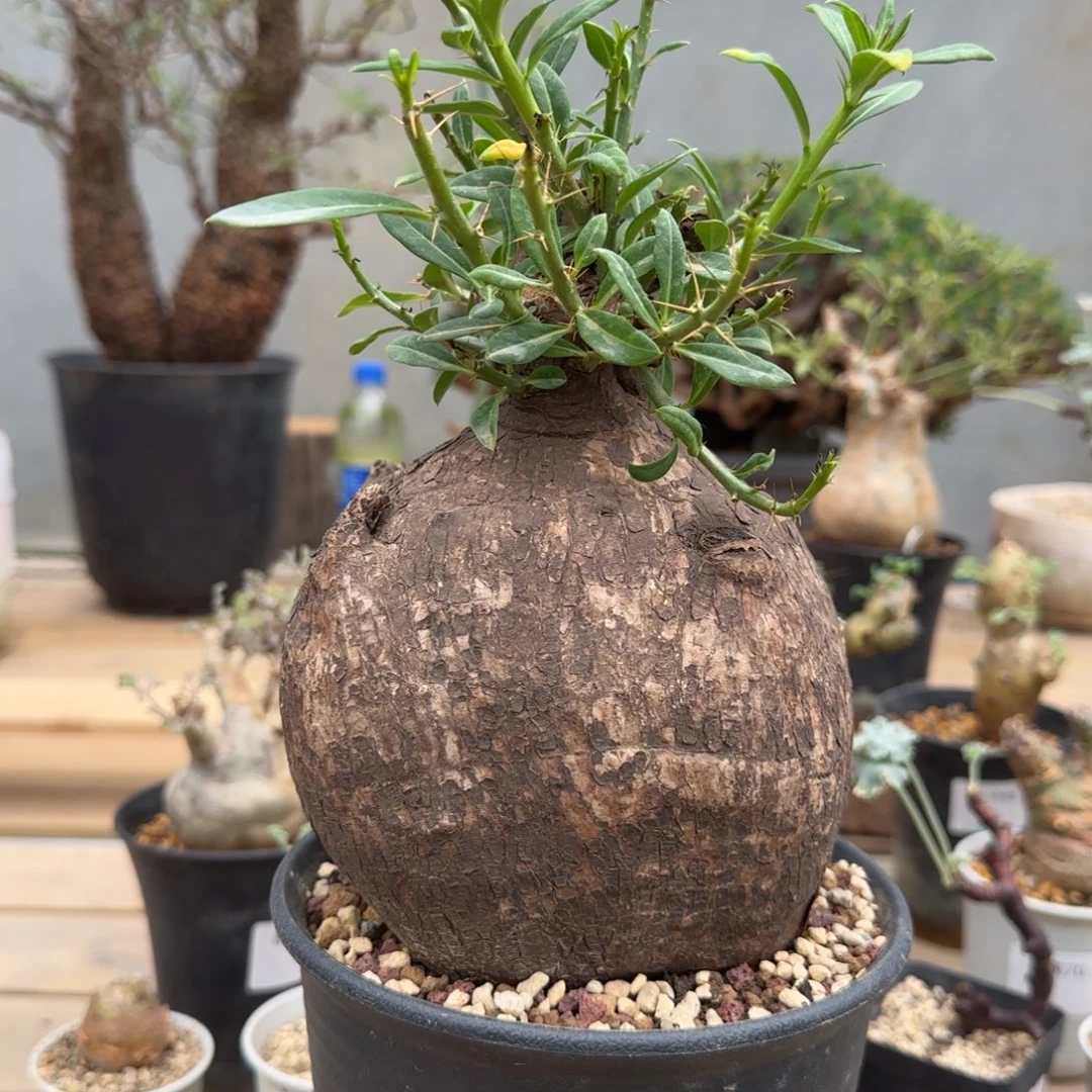 468双刺瓶杆块根植物