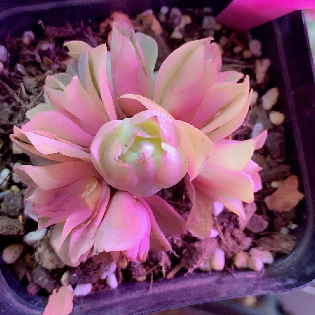 四月天手捧一物一拍008