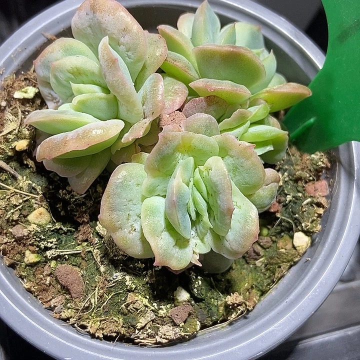 多肉植物泡泡纱982