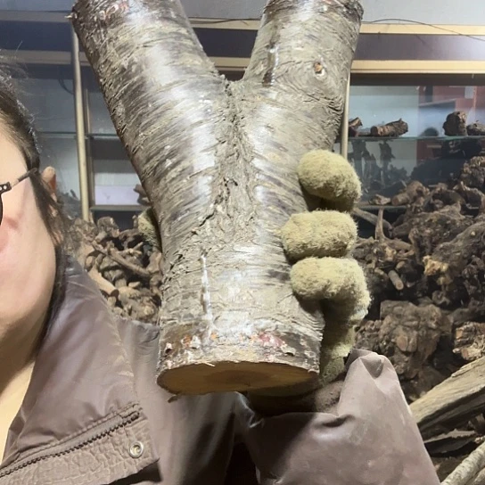 香榧木用****1火琉璃的故事毛料摆件