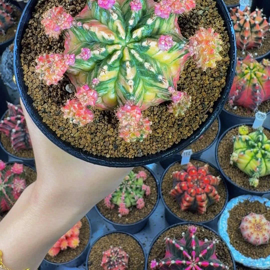 大麻000000000000000000288侧芽