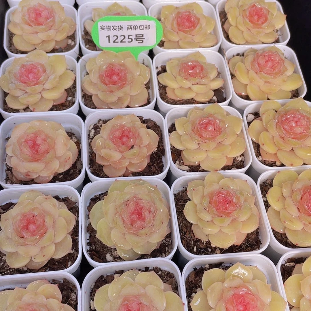 1225号 芙蓉珍妮单头一个