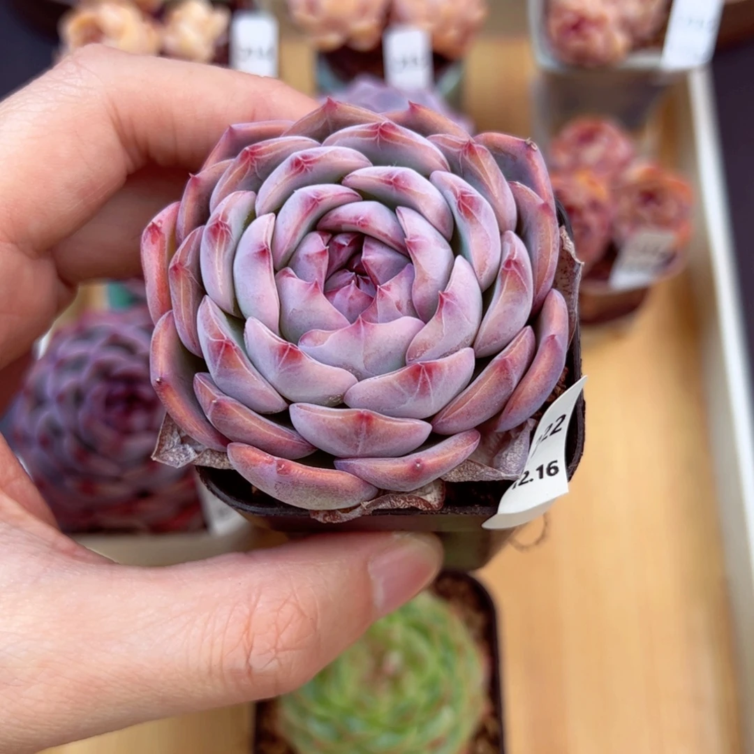 好好看222、哈哈哈哈