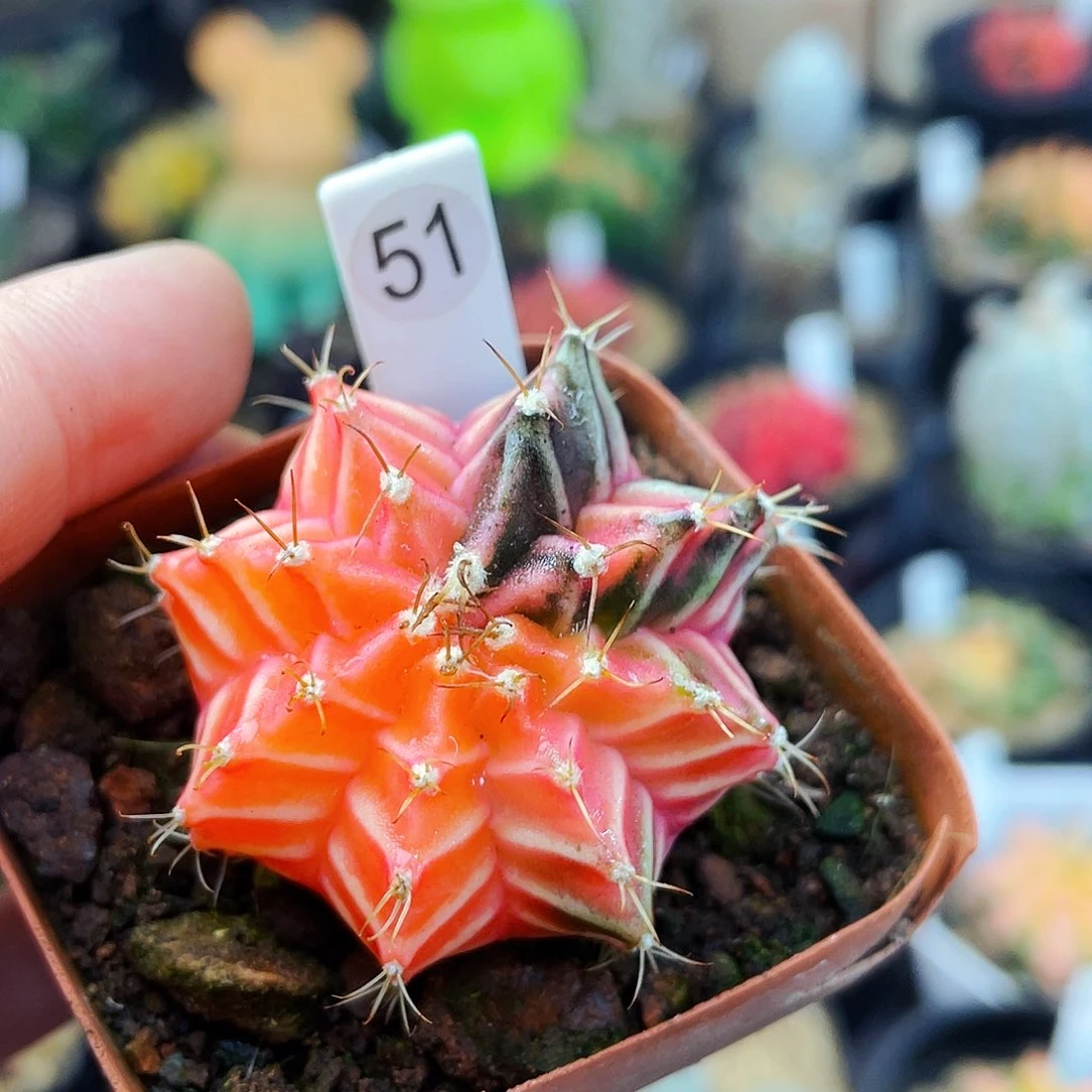 非偏远地区满25包邮仙人球