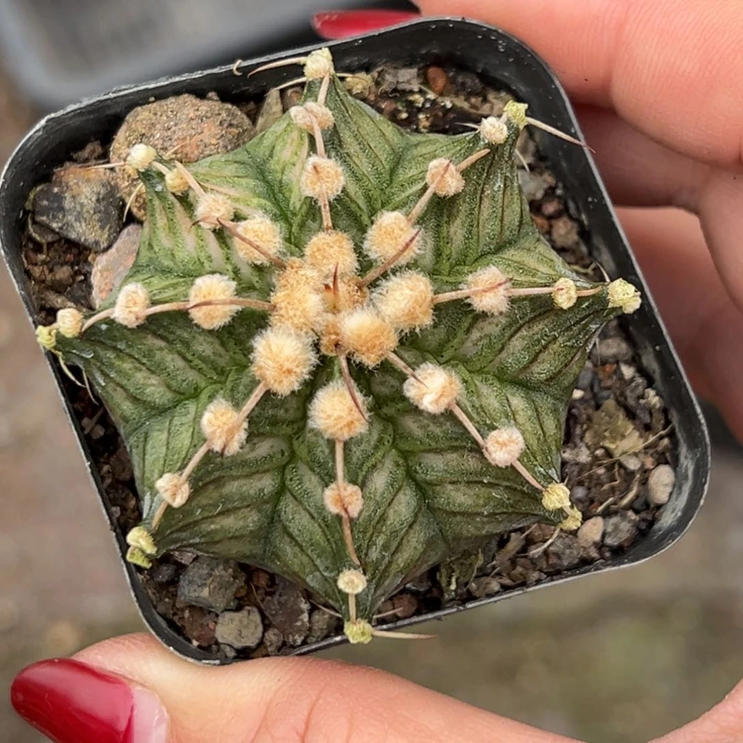 泰系高绒肋骨海神，带盆土发货