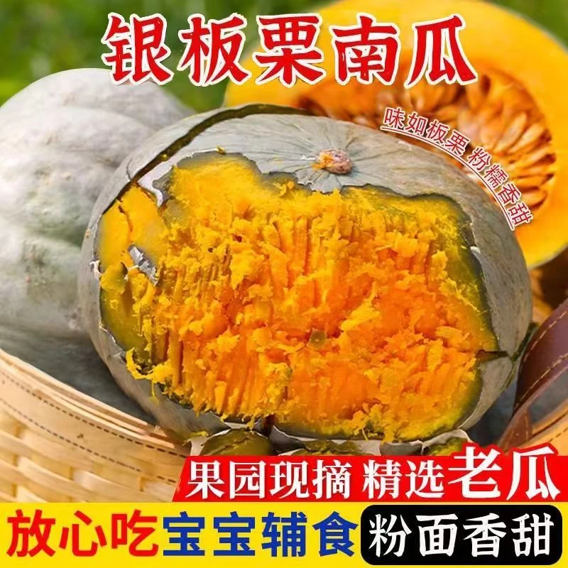 【新疆直发】正宗银板栗南瓜宝宝辅食