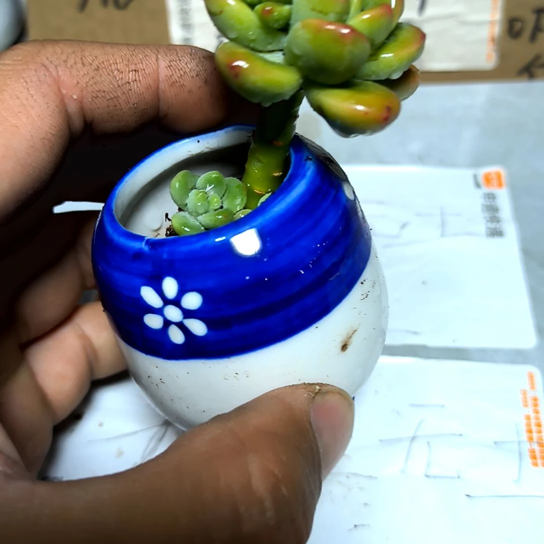 满6元包邮，香格里拉