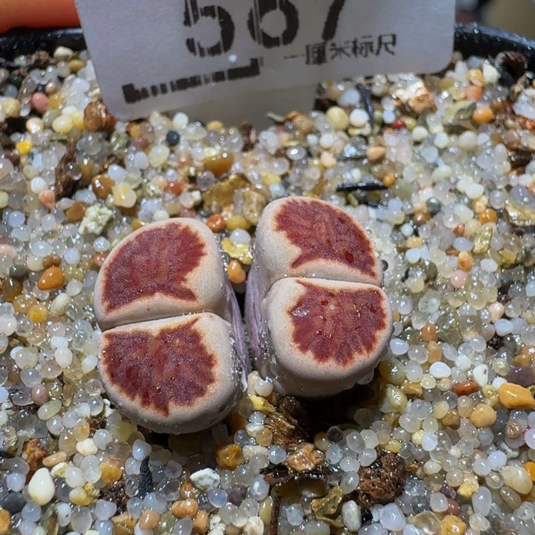 热***河Ssss精品生石花567