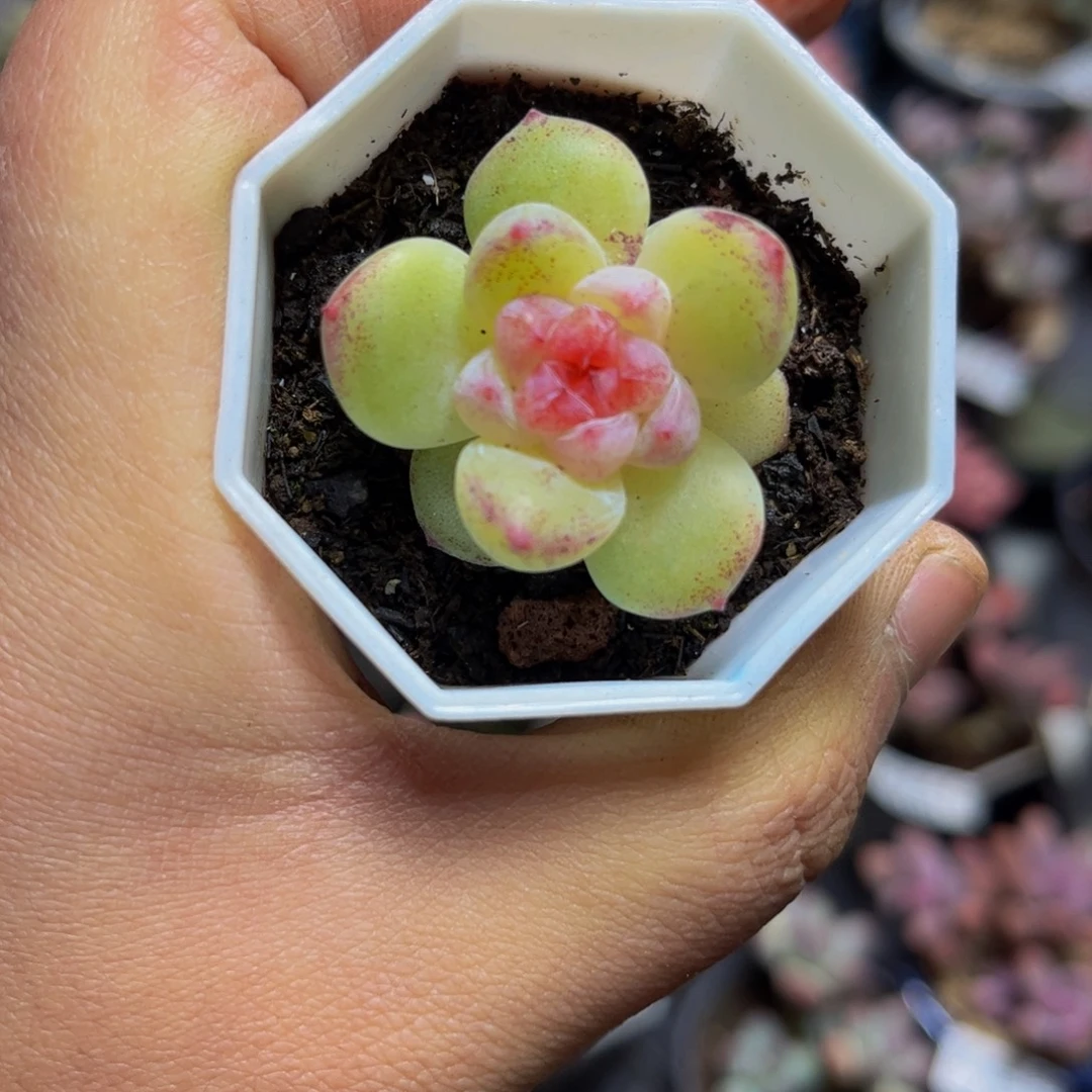 327-4厘米（迷你）多肉植物