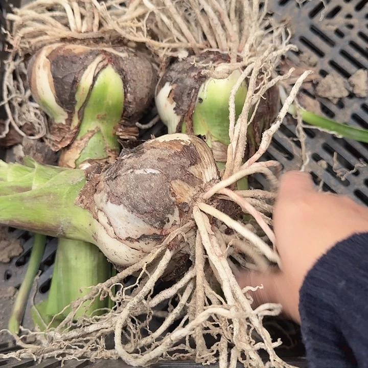 塞利卡8+开裂球基地球