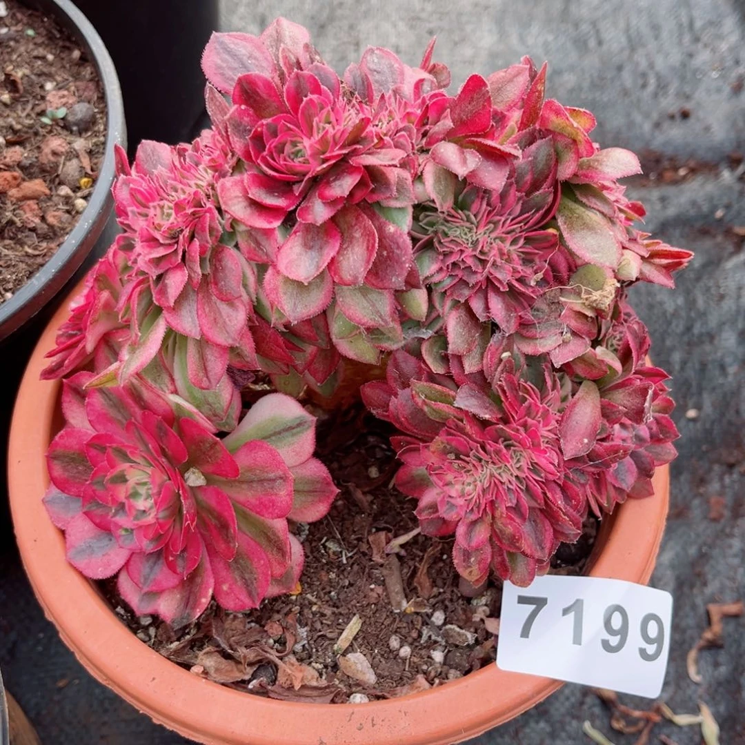 荔枝缀多肉发货发货