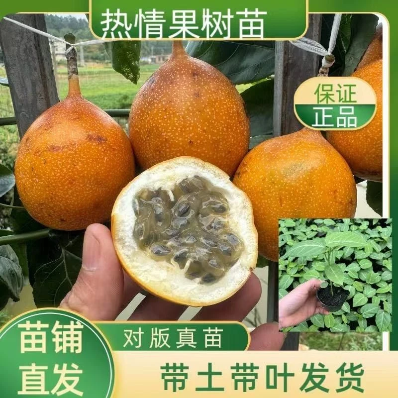 热情果苗改良新品种纯甜大果哥伦比亚热情果苗黄金百香果树苗