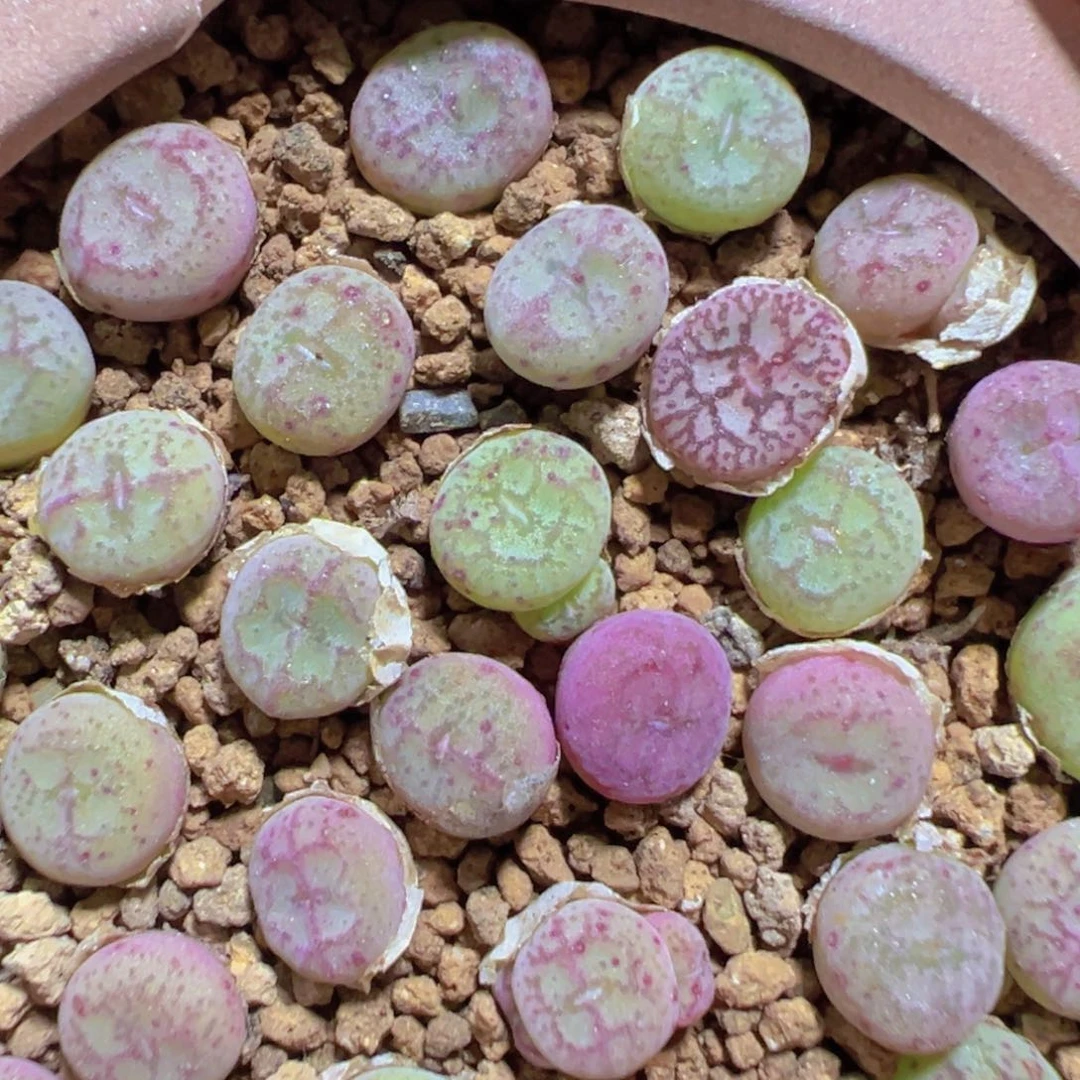 量拍猴脸杂5颗。多肉