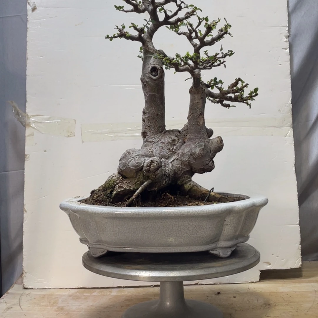 榆树老桩双杆桩杆杆