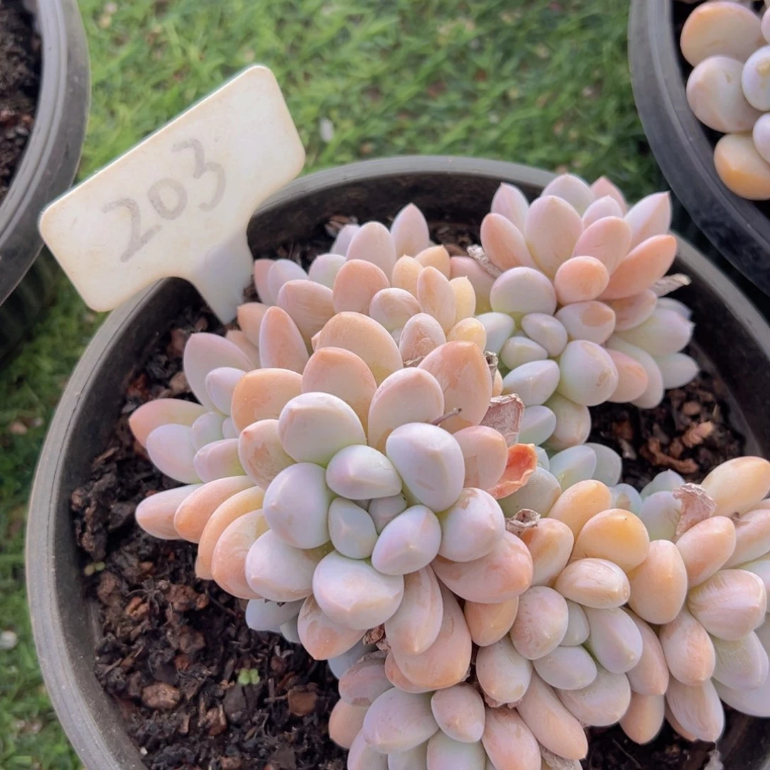 香玉的故事是一个人的故事