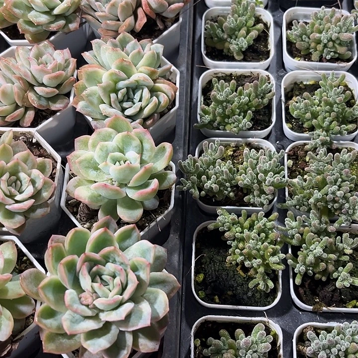 冰晶枝干加泡泡纱裙多肉植物