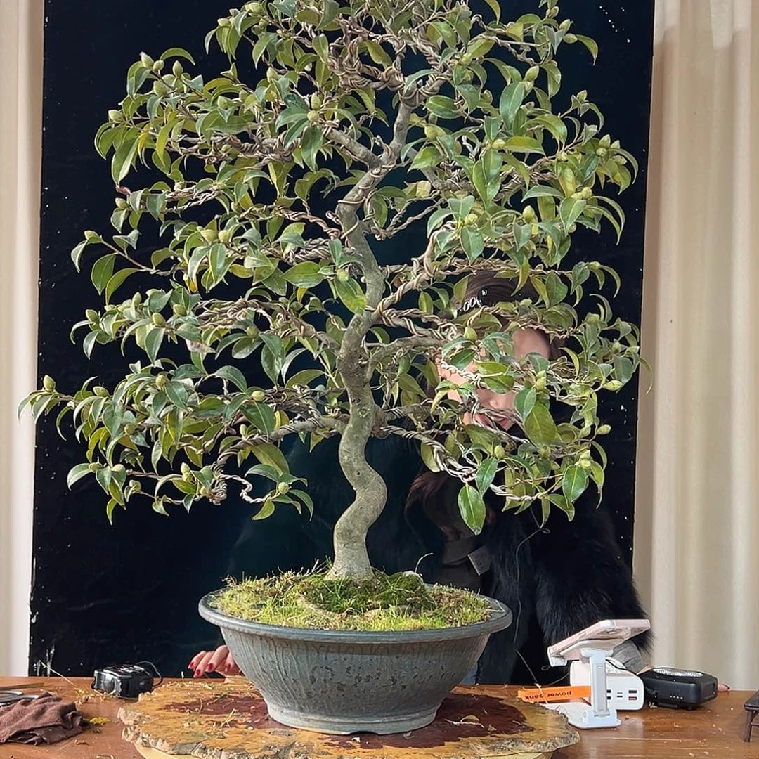无花朵茶梅旮是什意思呀还是