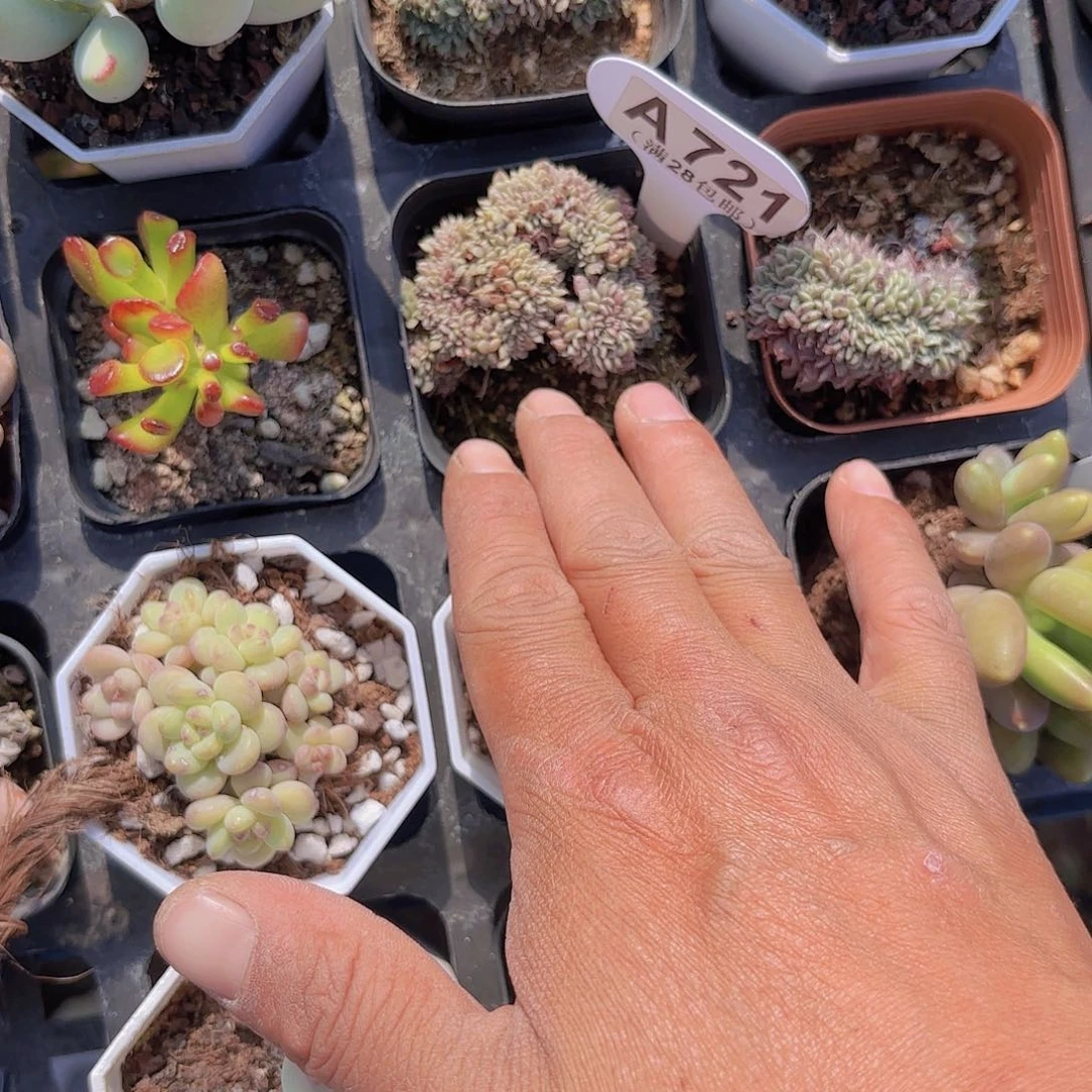 -****-A721纸风车一物一拍