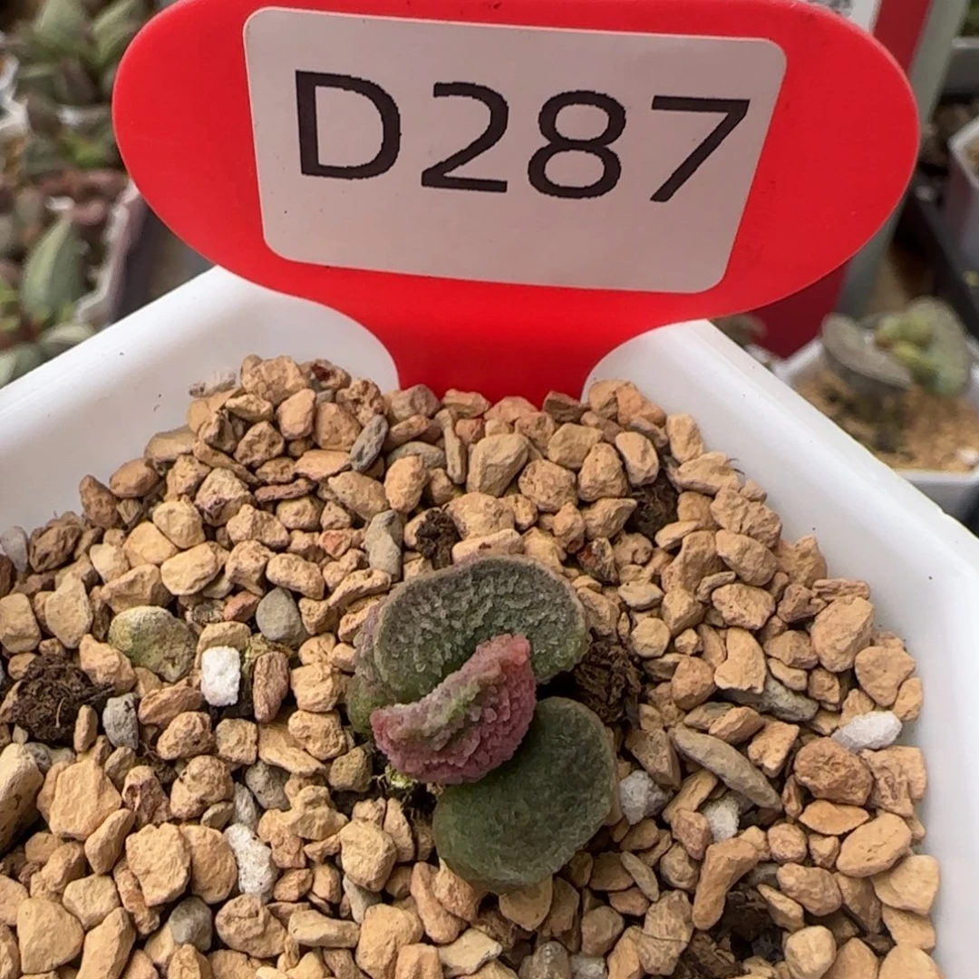 十***三福利，拍。   287。