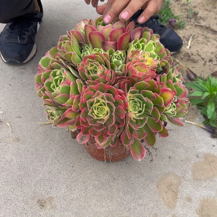 15.8粉玲珑一棵包邮