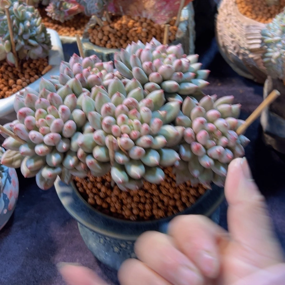 清**露新年快乐啊宝宝们888888