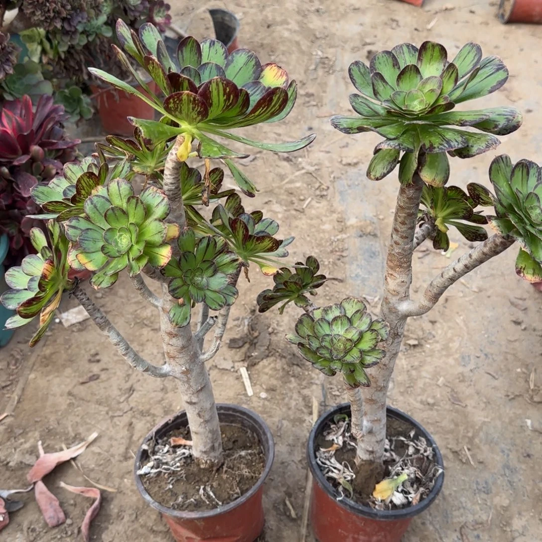 V锦三年桩孤品一对包邮断枝不包瑕疵