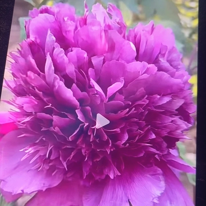 无花朵一物一拍牡丹花