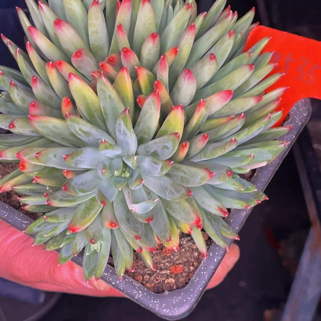 用**梅2535号晚上多肉植物群生