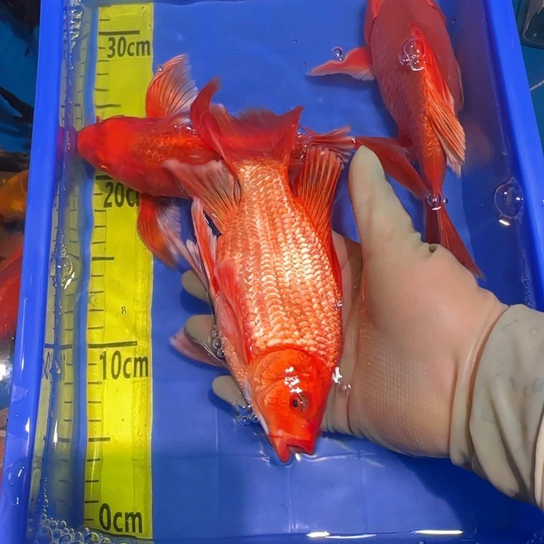 中国大陆蝴蝶鲤一条红