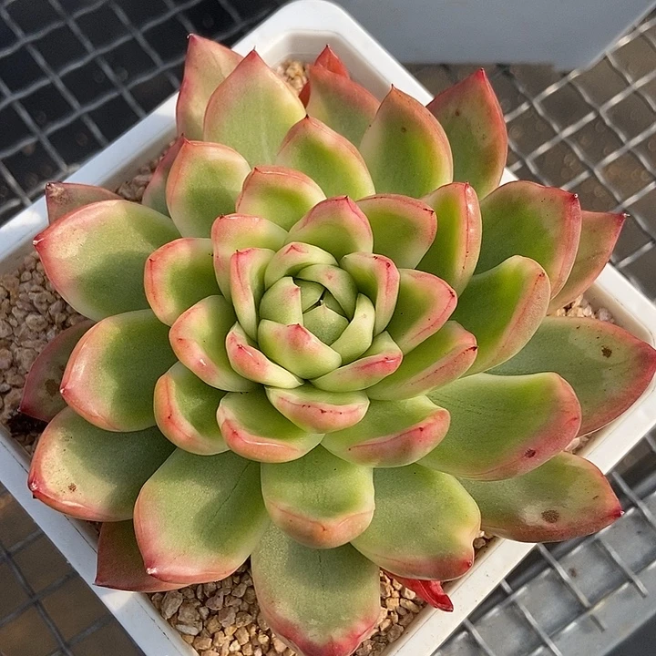 水晶珍妮锦大单头