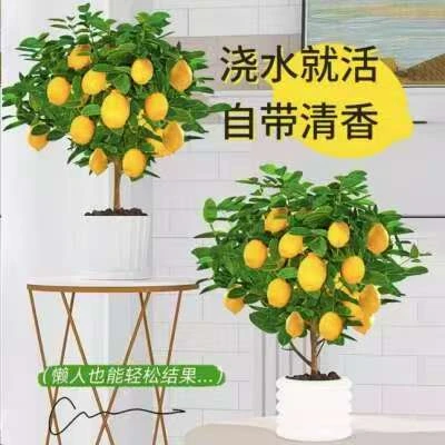 香水柠檬盆栽带阳台客厅老桩老苗室内客厅可食用叶带香味果苗