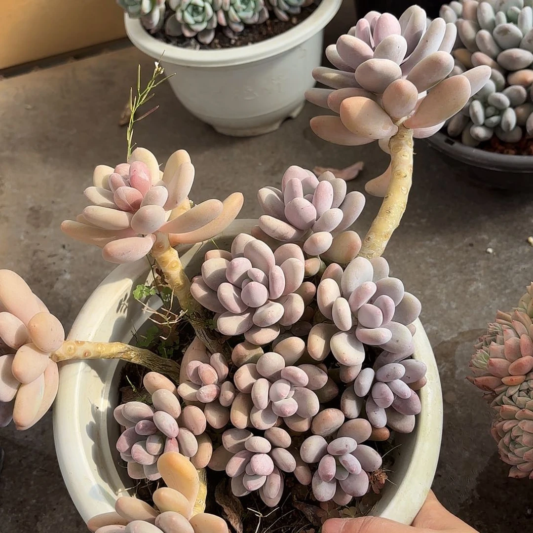 同温层多肉桃美人278