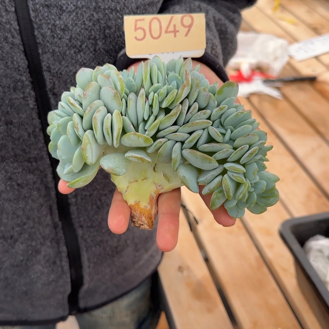 叁***月5049。       奶茶缀