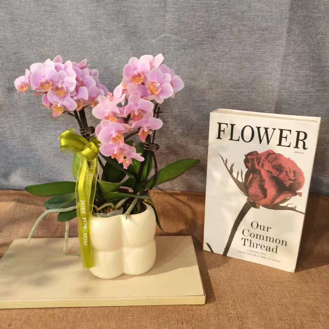 鲜花【桑托斯】蝴蝶兰室内种植观赏送礼带花发货