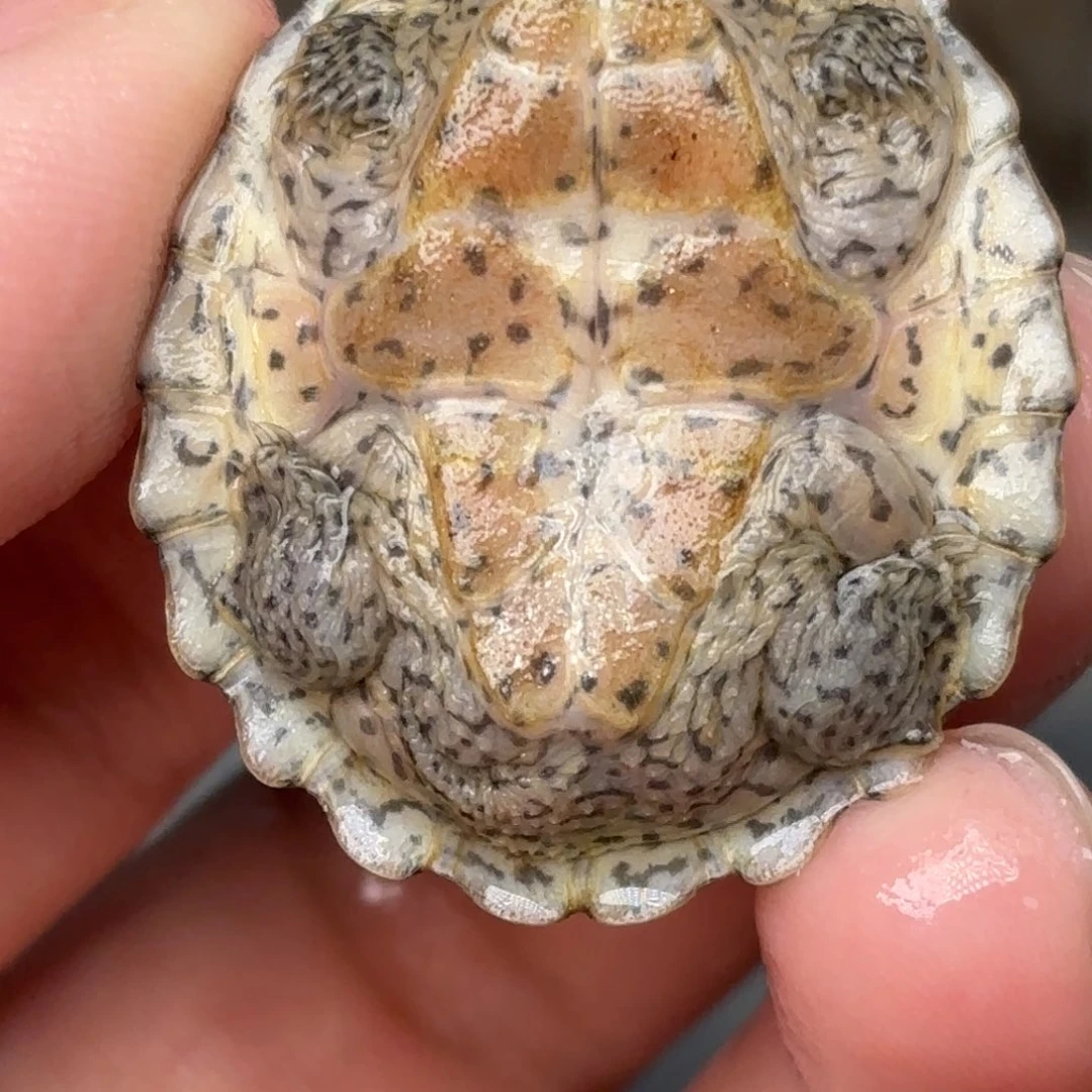 剃刀龟不分公母F13全品双满文粗纹黑刀