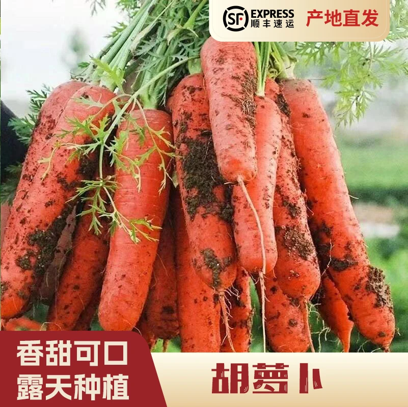 【发顺丰快递】农户自销胡萝卜