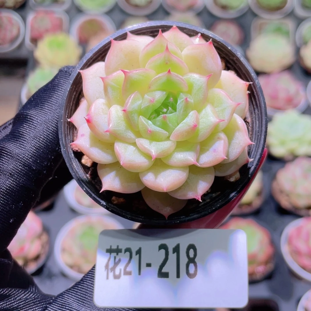 花利美21-218新麦秆