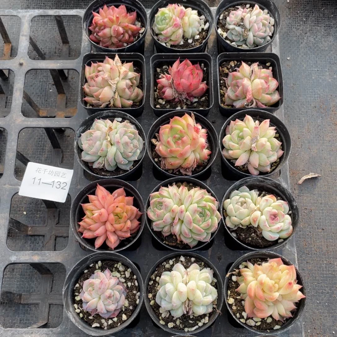 一物一拍18棵11-132