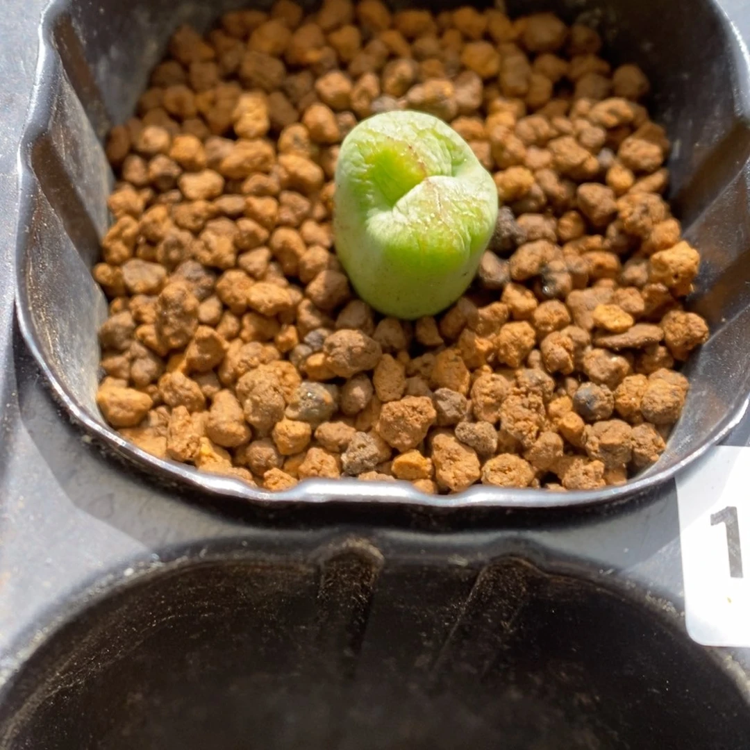 多肉植物肉锥杂交K-109