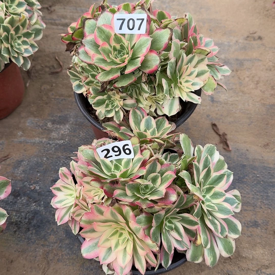 不周正2个707-296